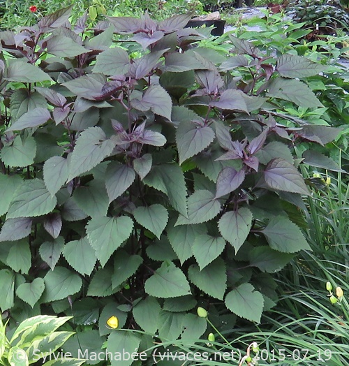 AGERATINA ALTISSIMA 'Chocolate'