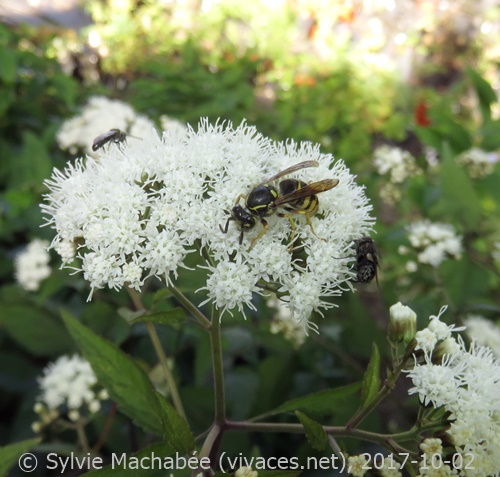 AGERATINA ALTISSIMA 'Chocolate'