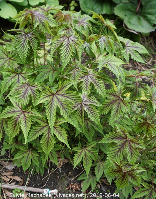 FILIPENDULA 'Red Umbrella'