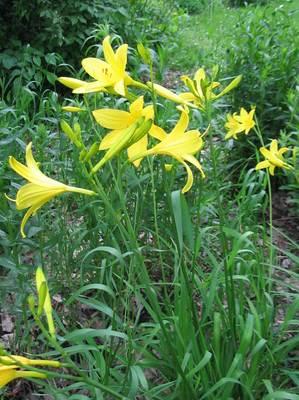 HEMEROCALLIS FLAVA