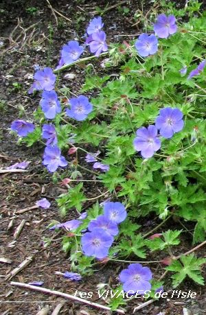 GERANIUM Jolly Bee