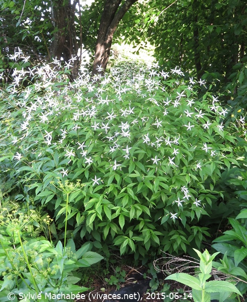 GILLENIA TRIFOLIATA