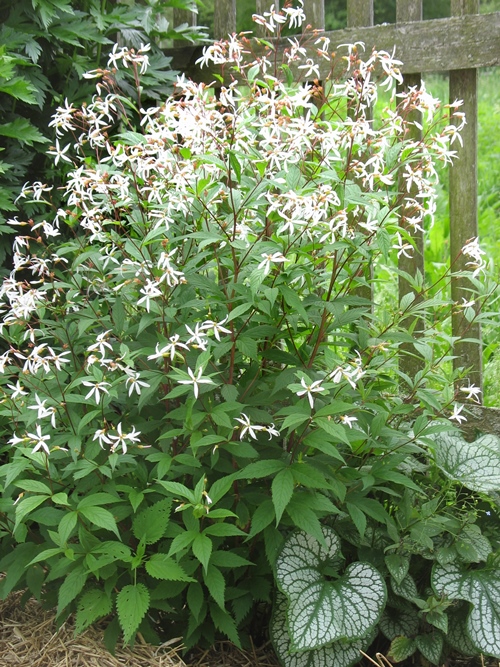 GILLENIA TRIFOLIATA