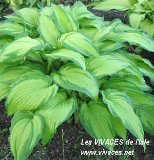 HOSTA FORTUNEI Albo Picta
