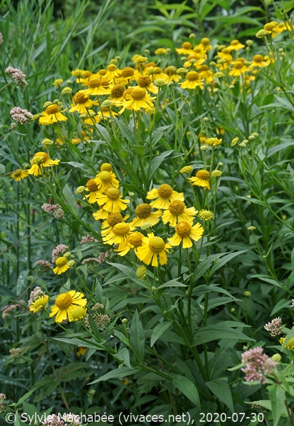 HELENIUM AUTUMNALE
