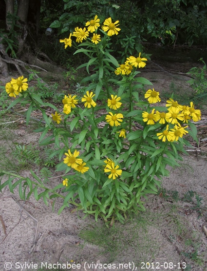 HELENIUM AUTUMNALE