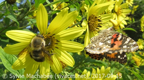 HELIANTHUS Lemon Queen