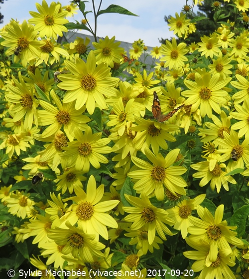 HELIANTHUS x LAETIFLORUS 'Lemon Queen'