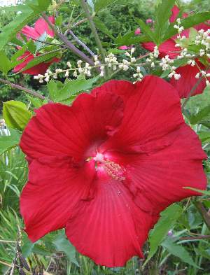 HIBISCUS Lord Baltimore
