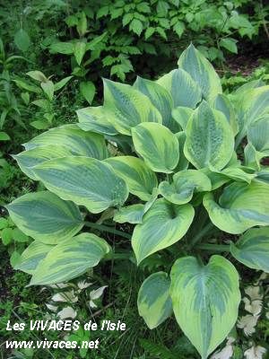 HOSTA Alex Summers