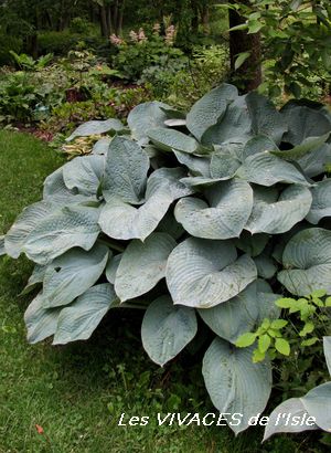 HOSTA Blue Angel