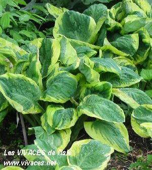 HOSTA Carnival