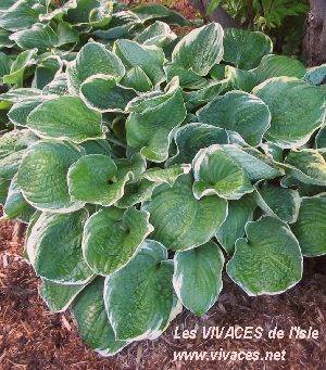 HOSTA 'El Capitan