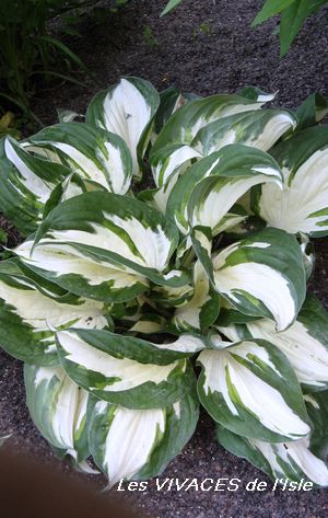 HOSTA Fire and Ice