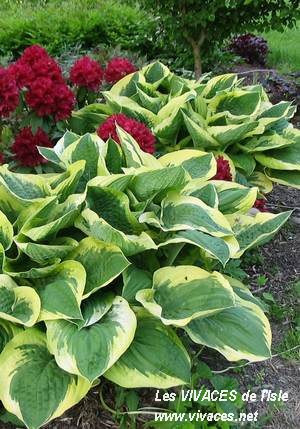 HOSTA Formal Attirer