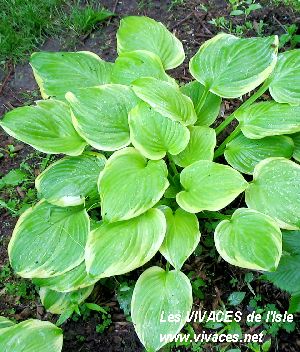 HOSTA PLANTAGINA Fragrant Bouquet