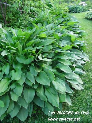 HOSTA Honeybells