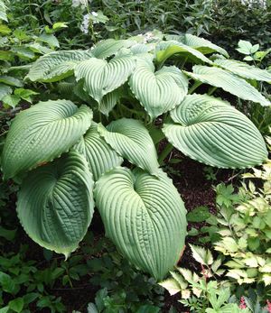 HOSTA Niagara Falls