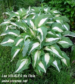 HOSTA Night Before Christmas 