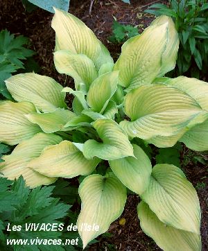HOSTA Rascal