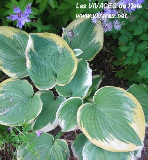 HOSTA Robert Frost