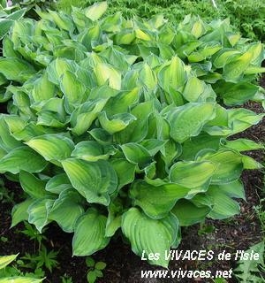 HOSTA Sharmon