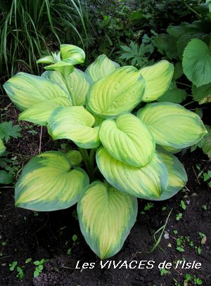 HOSTA Stained Glass