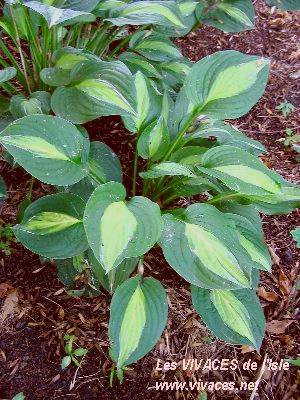 HOSTA Striptease