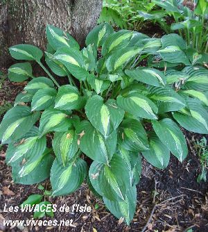 HOSTA Striptease