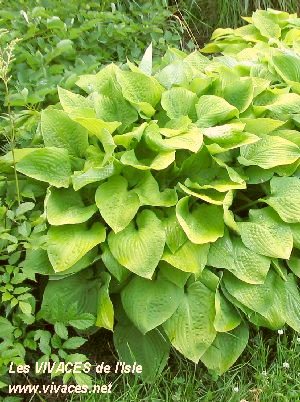 HOSTA Zound