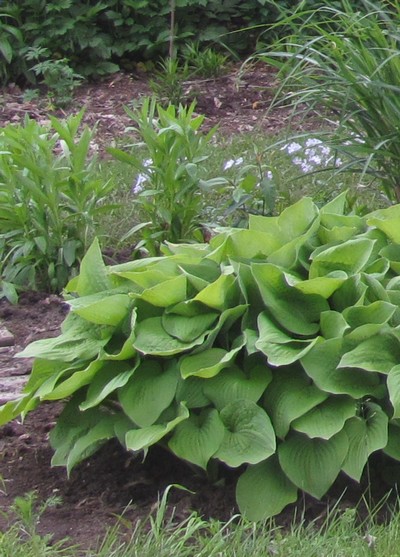 HOSTA August Moon