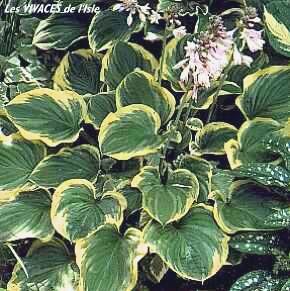 HOSTA 'El Capitan