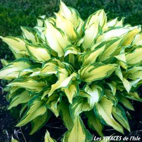 HOSTA FORTUNEI Albo Picta