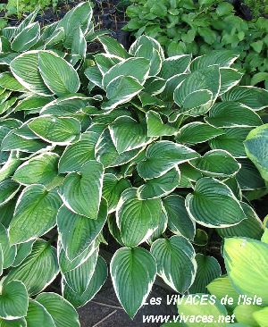 HOSTA FORTUNEI Francee