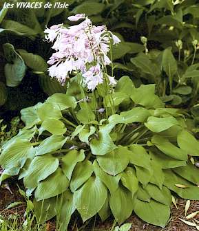 HOSTA Gold drop