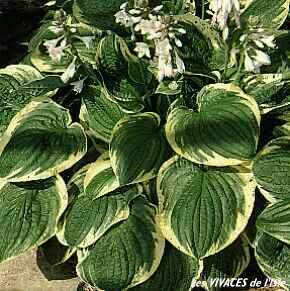 HOSTA  Grand Master
