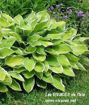 HOSTA Moonlight