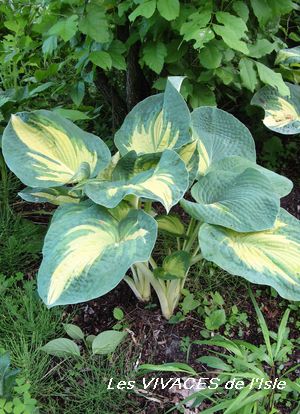 HOSTA SIEBOLD. Great Expectations