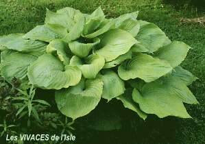 HOSTA Sum et Substance
