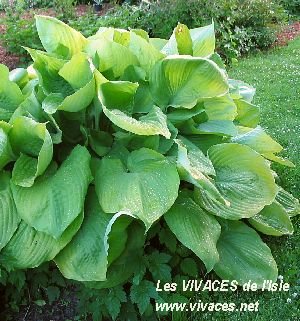 HOSTA Sum et Substance