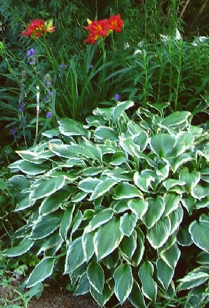 HOSTA UNDULATA Alba-marginata