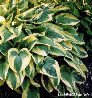 HOSTA Wide Brim