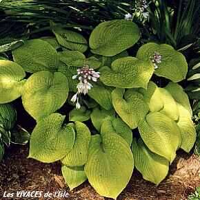 HOSTA Zound
