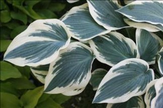 HOSTA Blue Ivory
	