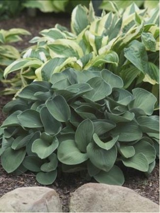 HOSTA Blue Mouse Ears