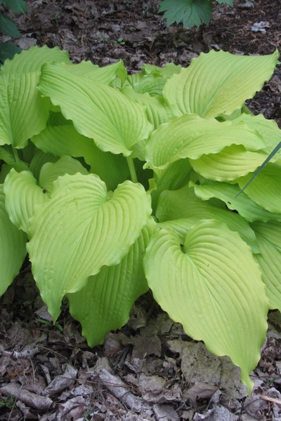 HOSTAS Dancing Queen
