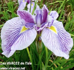 IRIS ENSATA Activity
