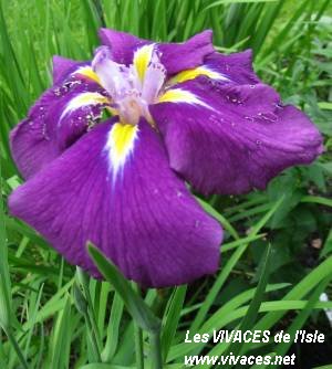 IRIS ENSATA Royal Banner