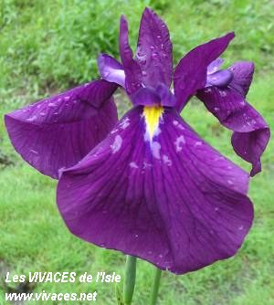 IRIS ENSATA Ruby King