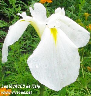 IRIS ENSATA Alba